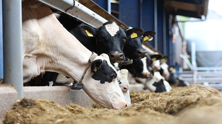 Flexibility is key for dairy nutrition