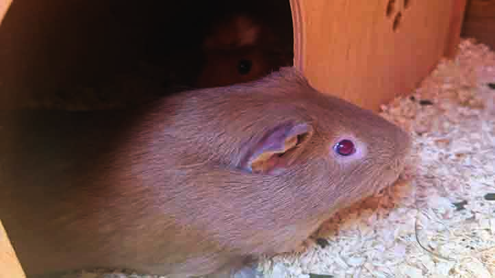 Guinea Pig Awareness Week returns for 2026