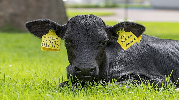 Mole Valley Farmers launches competition to win a calf