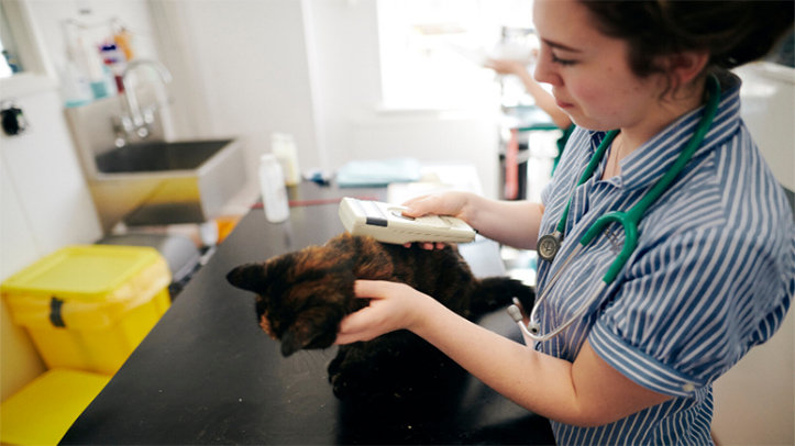 Launch of new centralised pet microchip portal hailed by vets