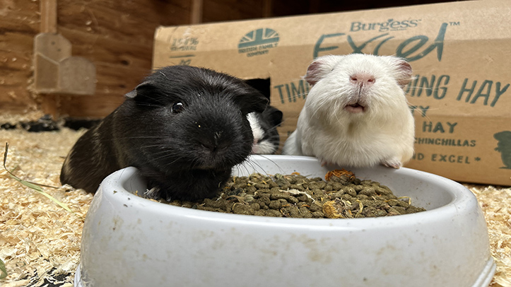 One in seven owners cannot recognise when their guinea pigs are in pain