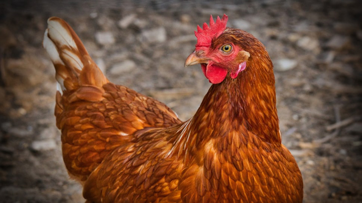 Bird keepers across Wales urged to act ahead of winter bird flu risk