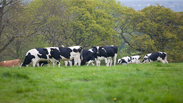 Autumn livestock health reports highlight importance of forage testing