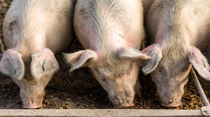 RSPCA welcomes move to end gas killing of pigs for slaughter
